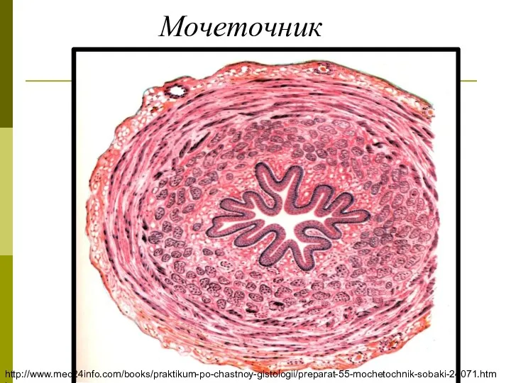 Мочеточник http://www.med24info.com/books/praktikum-po-chastnoy-gistologii/preparat-55-mochetochnik-sobaki-24071.html