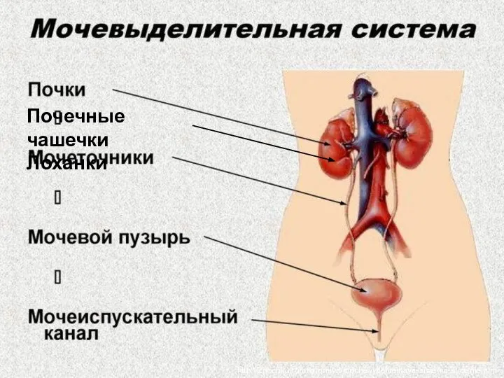 http://2pochku.ru/anatomiya/mochevydelitelnaya-sistema-stroenie.html Почечные чашечки Лоханки