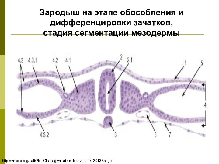 Зародыш на этапе обособления и дифференцировки зачатков, стадия сегментации мезодермы http://vmede.org/sait/?id=Gistologiya_atlas_bikov_ushk_2013&page=5