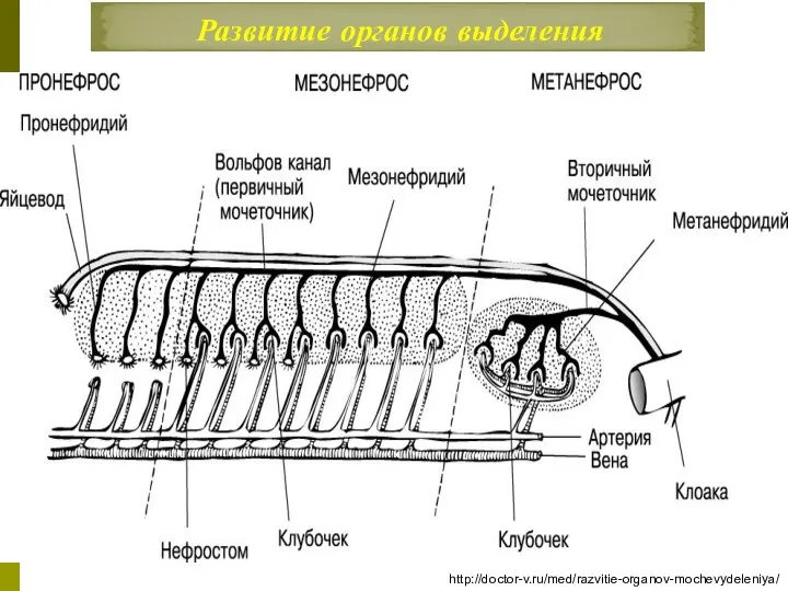 Развитие органов выделения http://doctor-v.ru/med/razvitie-organov-mochevydeleniya/