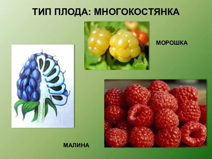 ТИП ПЛОДА: МНОГОКОСТЯНКА МОРОШКА МАЛИНА