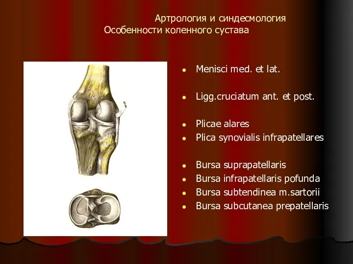 Артрология и синдесмология Особенности коленного сустава Menisci med. et lat. Ligg.cruciatum ant.