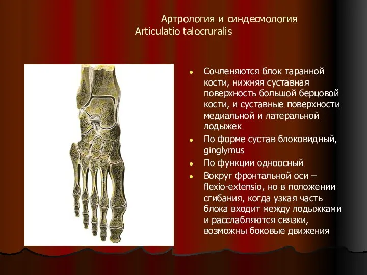 Артрология и синдесмология Articulatio talocruralis Сочленяются блок таранной кости, нижняя суставная поверхность