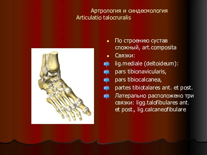 Артрология и синдесмология Articulatio talocruralis По строению сустав сложный, art.composita Связки: lig.mediale