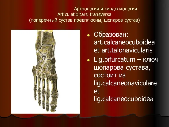 Артрология и синдесмология Articulatio tarsi transversa (поперечный сустав предплюсны, шопаров сустав) Образован: