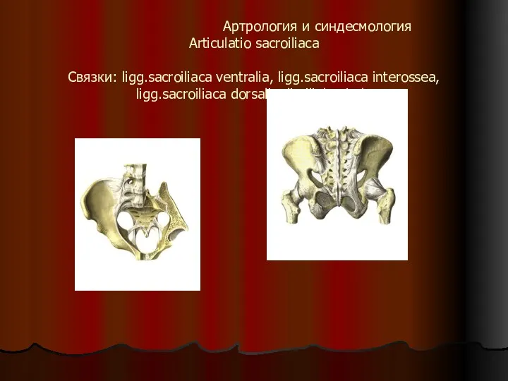 Артрология и синдесмология Articulatio sacroiliaсa Связки: ligg.sacroiliaca ventralia, ligg.sacroiliaca interossea, ligg.sacroiliaca dorsalia, lig.iliolumbale