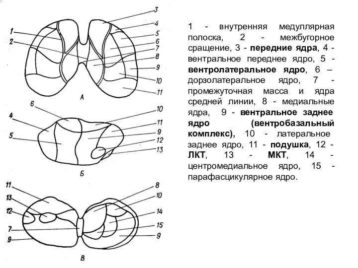 1 - внутренняя медуллярная полоска, 2 - межбугорное сращение, 3 - передние