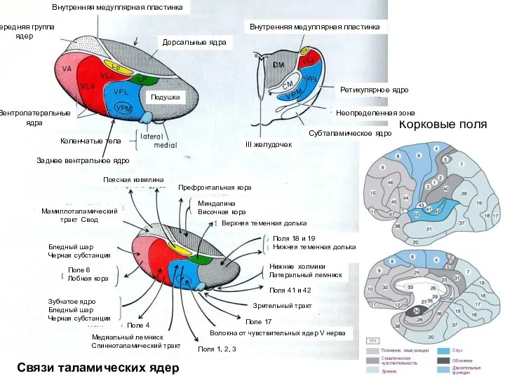 Связи таламических ядер Корковые поля Коленчатые тела III желудочек Передняя группа ядер