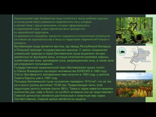 Национальный парк Беловежская пуща относится к числу наиболее крупных остатков реликтового равнинного