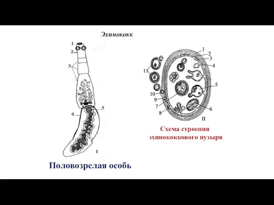 Эхинококк Половозрелая особь Схема строения эхинококкового пузыря