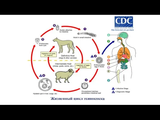 Жизненный цикл эхинококка