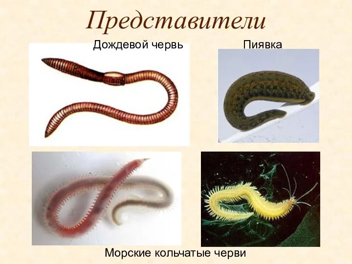 Представители Морские кольчатые черви Пиявка Дождевой червь