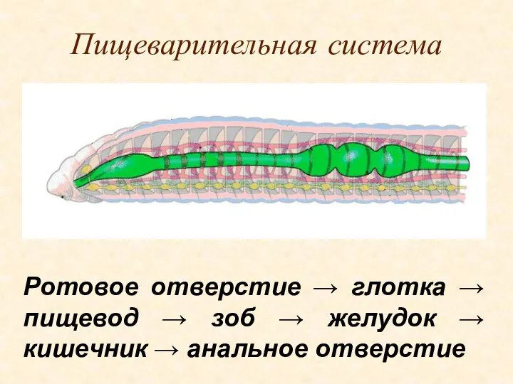 Пищеварительная система Ротовое отверстие → глотка → пищевод → зоб → желудок