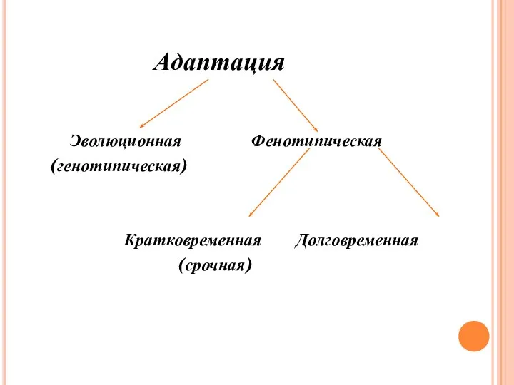 Адаптация Эволюционная Фенотипическая (генотипическая) Кратковременная Долговременная (срочная)