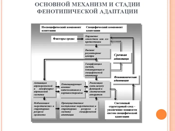 ОСНОВНОЙ МЕХАНИЗМ И СТАДИИ ФЕНОТИПИЧЕСКОЙ АДАПТАЦИИ