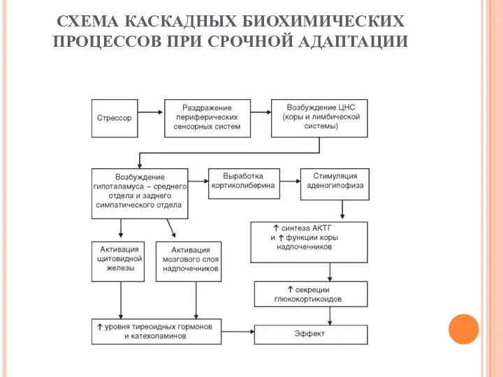 СХЕМА КАСКАДНЫХ БИОХИМИЧЕСКИХ ПРОЦЕССОВ ПРИ СРОЧНОЙ АДАПТАЦИИ