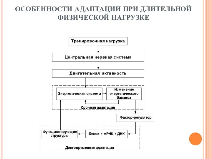 ОСОБЕННОСТИ АДАПТАЦИИ ПРИ ДЛИТЕЛЬНОЙ ФИЗИЧЕСКОЙ НАГРУЗКЕ