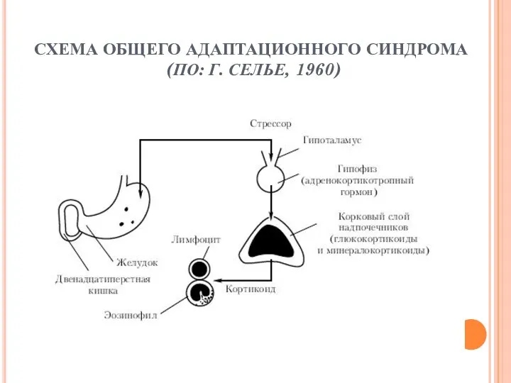 СХЕМА ОБЩЕГО АДАПТАЦИОННОГО СИНДРОМА (ПО: Г. СЕЛЬЕ, 1960)