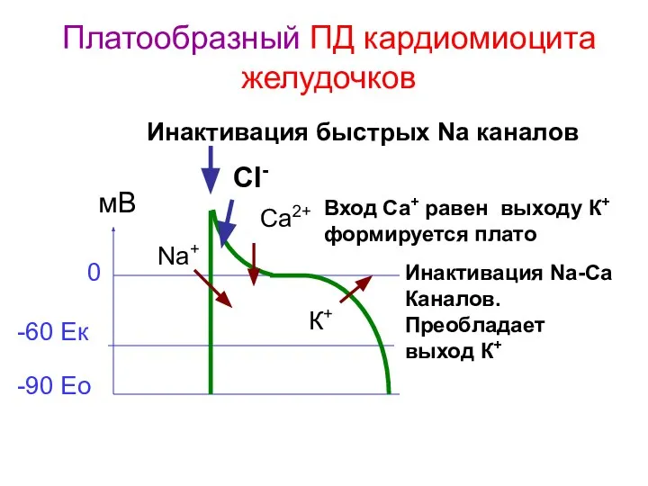 Платообразный ПД кардиомиоцита желудочков -90 Ео -60 Ек 0 мВ Na+ Са2+