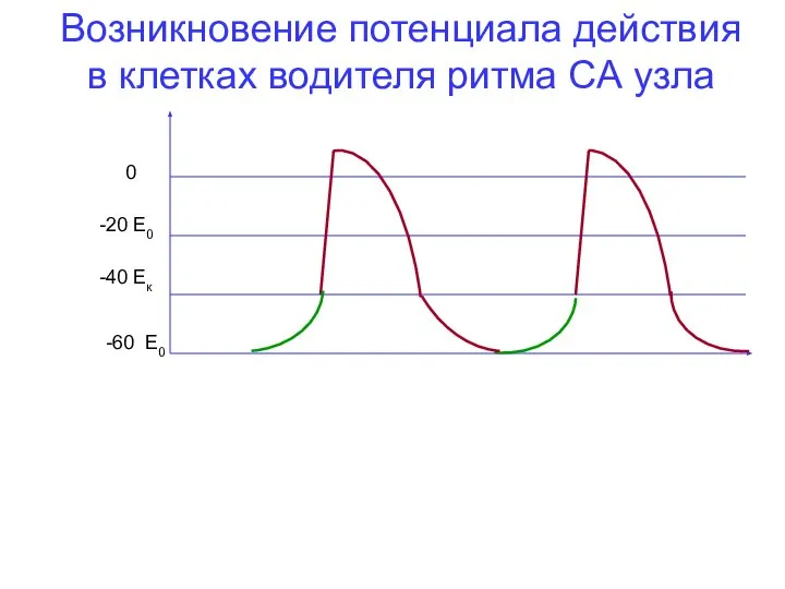 -60 Е0 -40 Ек 0 Возникновение потенциала действия в клетках водителя ритма СА узла -20 Е0