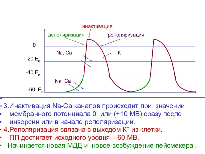 -60 Е0 -40 Ек 0 -20 Е0 1.Во время диастолы медленно увеличивается