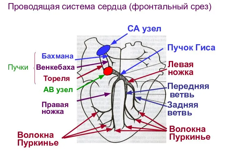 Проводящая система сердца (фронтальный срез) СА узел Бахмана Венкебаха Тореля Пучки АВ