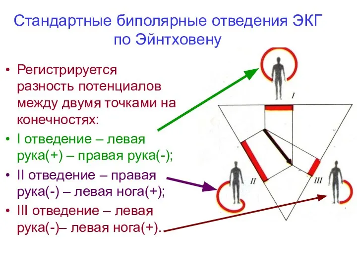 Регистрируется разность потенциалов между двумя точками на конечностях: I отведение – левая