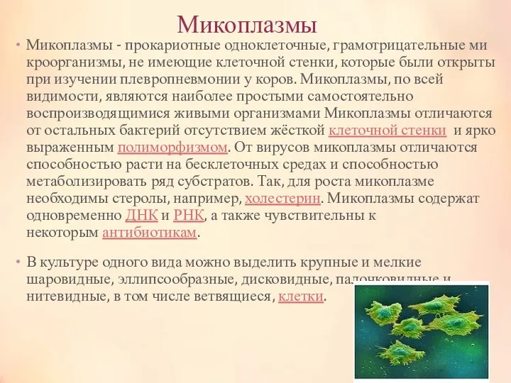 Микоплазмы Микоплазмы - прокариотные одноклеточные, грамотрицательные микроорганизмы, не имеющие клеточной стенки, которые