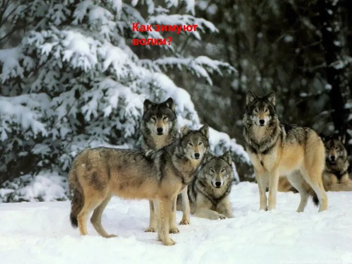 Как зимуют волки?