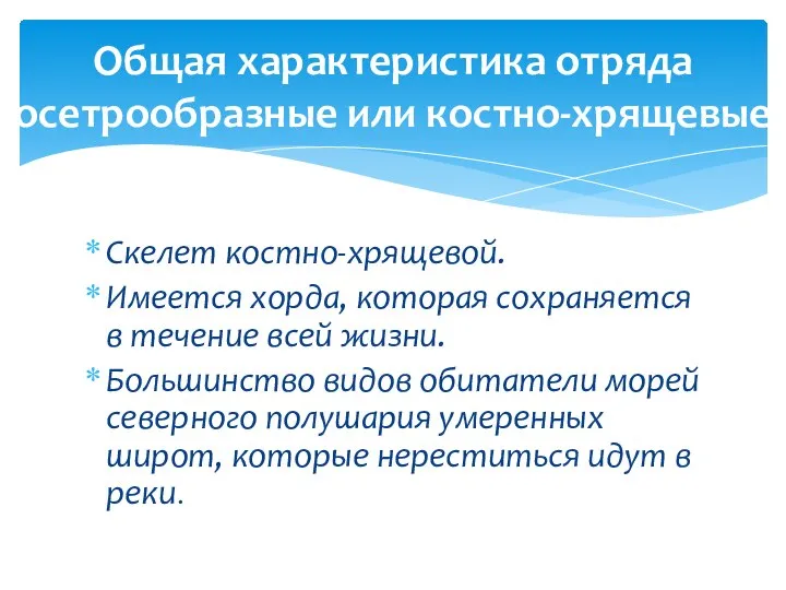 Скелет костно-хрящевой. Имеется хорда, которая сохраняется в течение всей жизни. Большинство видов