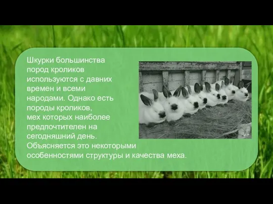 Шкурки большинства пород кроликов используются с давних времен и всеми народами. Однако