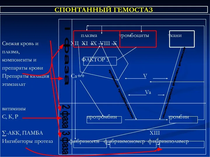 СПОНТАННЫЙ ГЕМОСТАЗ плазма тромбоциты ткани Свежая кровь и ХII ХI IХ VIII