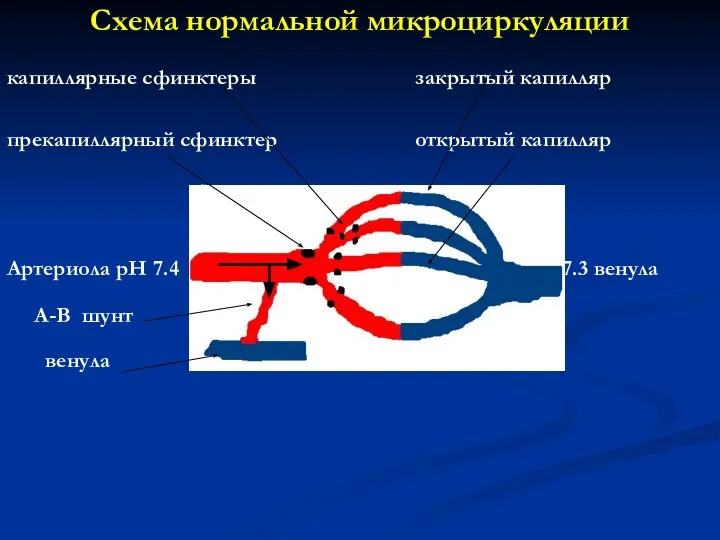 Схема нормальной микроциркуляции капиллярные сфинктеры закрытый капилляр прекапиллярный сфинктер открытый капилляр Артериола