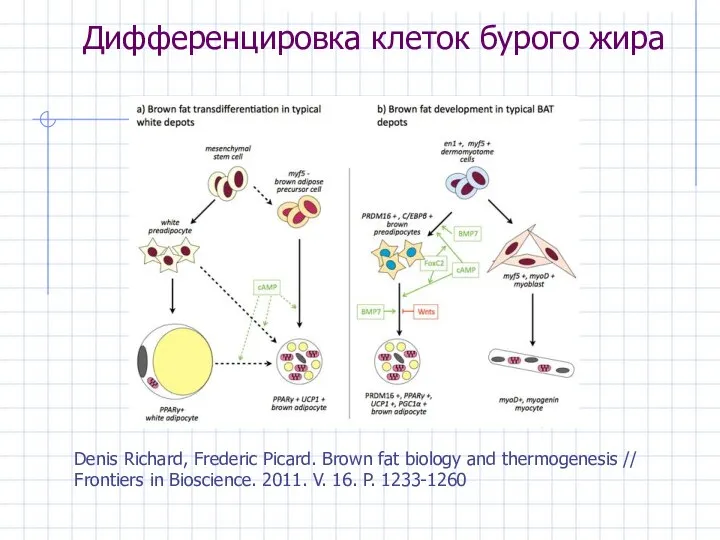 Дифференцировка клеток бурого жира Denis Richard, Frederic Picard. Brown fat biology and