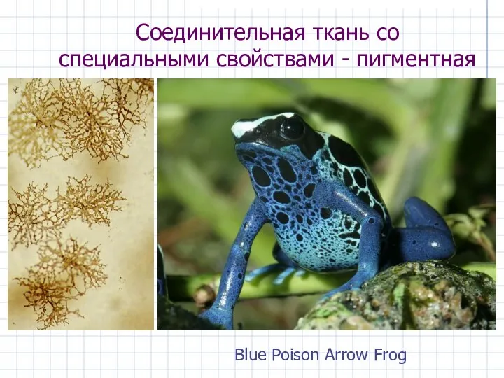 Соединительная ткань со специальными свойствами - пигментная Blue Poison Arrow Frog