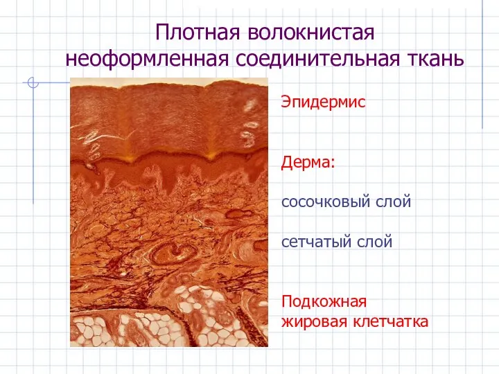 Плотная волокнистая неоформленная соединительная ткань Эпидермис Дерма: сосочковый слой сетчатый слой Подкожная жировая клетчатка