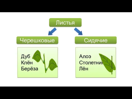 Листья Черешковые Сидячие Дуб Клён Берёза Алоэ Столетник Лён