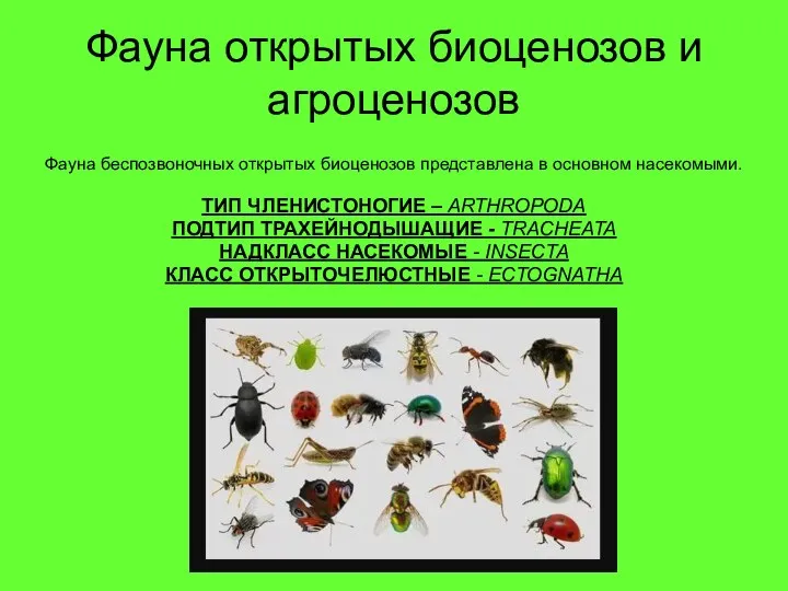 Фауна беспозвоночных открытых биоценозов представлена в основном насекомыми. ТИП ЧЛЕНИСТОНОГИЕ – ARTHROPODA