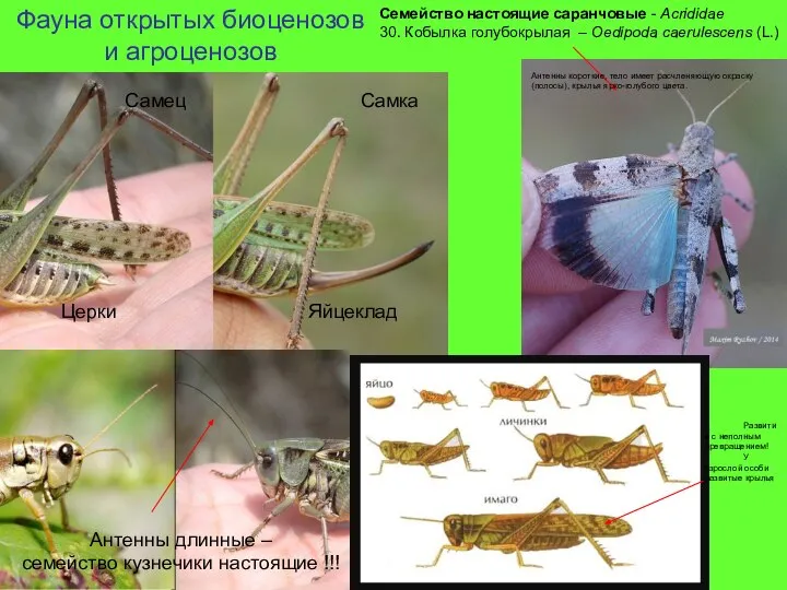 Фауна открытых биоценозов и агроценозов Семейство настоящие саранчовые - Acrididae 30. Кобылка