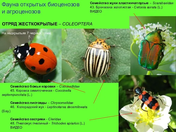 Семейство жуки пластинчатоусые – Scarabaeidae 43. Бронзовка золотистая - Cetonia aurata (L.)