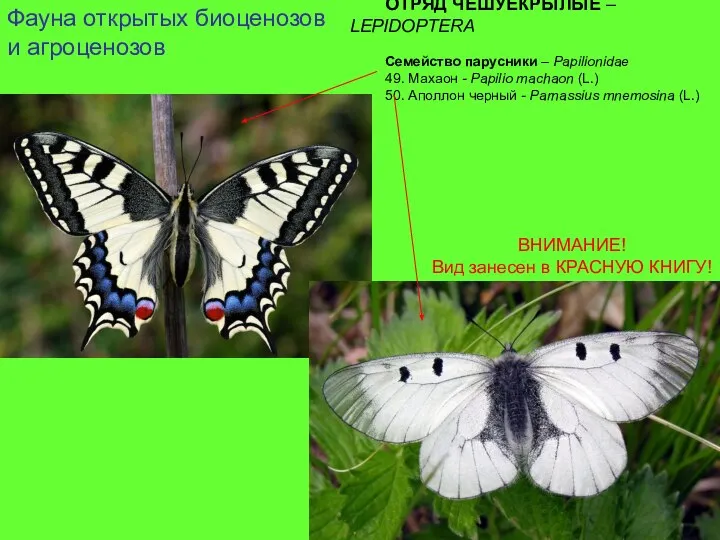 ОТРЯД ЧЕШУЕКРЫЛЫЕ – LEPIDOPTERA Семейство парусники – Papilionidae 49. Махаон - Papilio