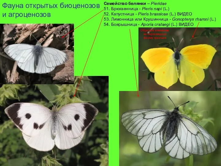 Фауна открытых биоценозов и агроценозов Семейство белянки – Pieridae 51. Брюквенница -