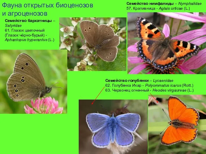 Фауна открытых биоценозов и агроценозов Семейство нимфалиды – Nymphalidae 57. Крапивница -
