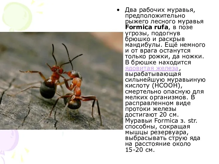 Два рабочих муравья, предположительно рыжего лесного муравья Formica rufa, в позе угрозы,