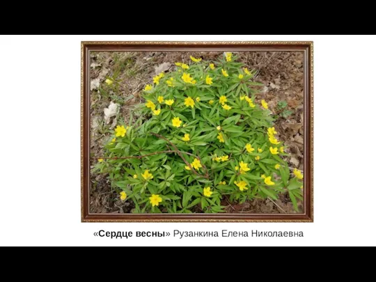 «Сердце весны» Рузанкина Елена Николаевна