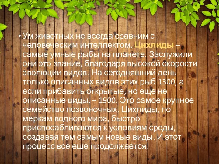 Ум животных не всегда сравним с человеческим интеллектом. Цихлиды – самые умные