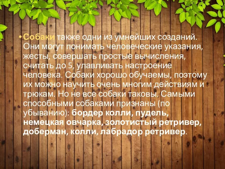 Собаки также одни из умнейших созданий. Они могут понимать человеческие указания, жесты,