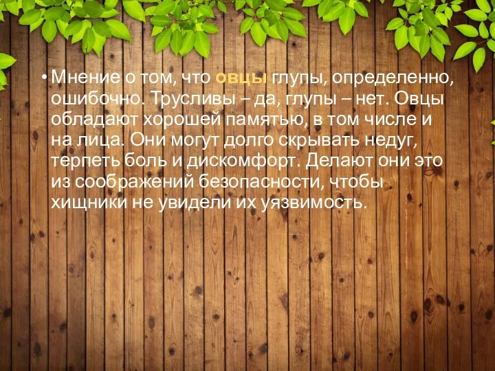 Мнение о том, что овцы глупы, определенно, ошибочно. Трусливы – да, глупы