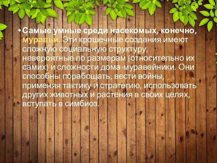 Самые умные среди насекомых, конечно, муравьи. Эти крошечные создания имеют сложную социальную