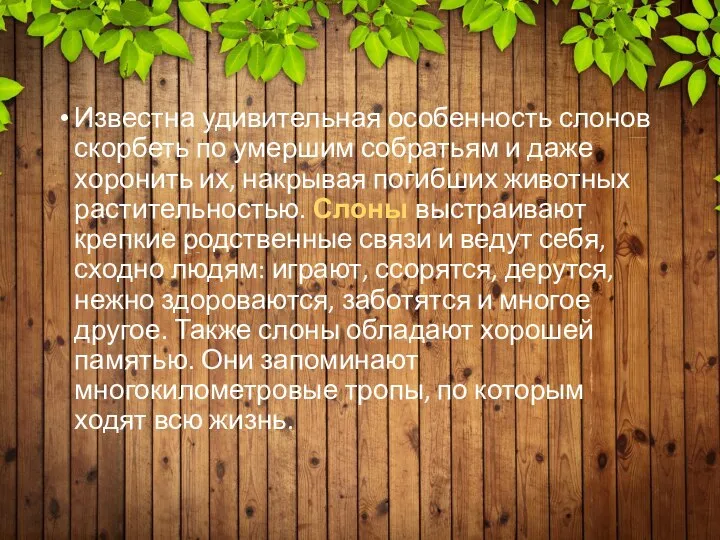 Известна удивительная особенность слонов скорбеть по умершим собратьям и даже хоронить их,